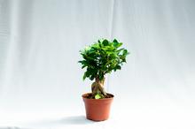 Ficus bonsai plant (small)