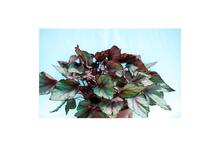 Begonia Mix with Maroon Green leaves flowering plant