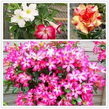 Genuine Desert Rose Plantas rare Adenium Obesum flower Plants 4 pcs