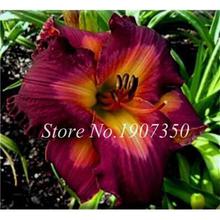 100 Pcs/Bag Fresh Bonsai Hemerocallis Middendorffii Daylily