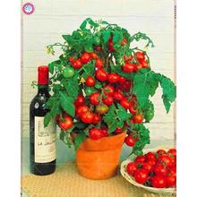 200 pcs/bag bonsai tomato , delicious cherry tomato ,Non-GMO  vegetables Edible food balcony potted garden plants