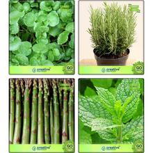 Creative Farmer Combi Herb Seeds Water Cress, Rosemary, Asparagus,