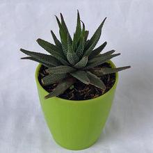 Potolocana Dwarf Plant