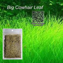 Best deals for Waterweed Water Grass Seed Aquarium Plants Seeds, Couple/ Cowhair/LOVE/Lucky/Heart-shaped Leaf Waterscape Fish Tank Decoration in Nepal - Pricemandu! Best deals for Waterweed Water Grass Seed Aquarium Plants Seeds, Couple/ Cowhair/LOVE/Lucky/Heart-shaped Leaf Waterscape Fish Tank Decoration in Nepal - Pricemandu!