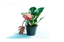 Medinilla Candy Flowering Plant