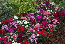 20 Plus Dianthus Mix Flower Seeds