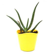 Aloe Vera Succulent Plant