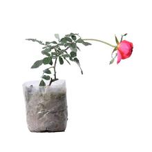 Normal Rose Flower Plant