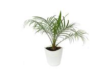 Phoenix Palm Plant