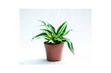 Dracena Malaika Plant