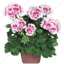 100 Pcs Colorful Bonsai Geranium Flower Rare Variegated Geranium Bonsai Potted Indoor Rooms Home Garden Flower For Bonsai Plant