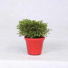 Selaginella Regular Pot 4 Inch