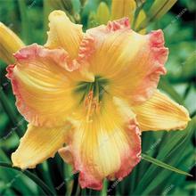 New 100 Pcs/Bag Fresh Rare Hybrid Daylily Flowers Hemerocallis Lily Indoor Bonsai Home Garden Supplies for Flower Pot