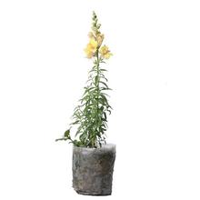 Small Snapdragon Plant in Nursery Grow Bag