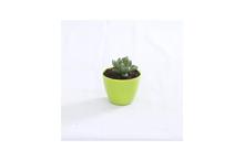 Succulent Regular Pot 4 Inch