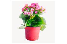 Kalanchoe Regular Pot 4 Inch