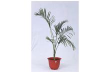 Cat Palm Regular Pot 10 Inch