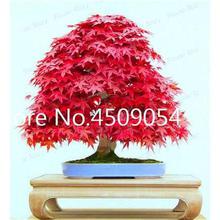 Hot Sale! 20 pcs American Maple Seedsplant Bonsai Tree Seedling