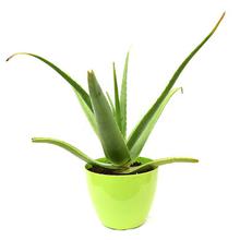 Aloe Vera Plant