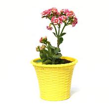 Kalanchoe Plant