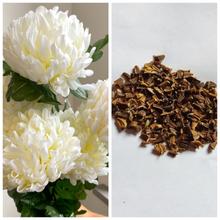 Pack Of Chrysanthemum Flower Seeds Mixed (30 Plus Seed) - Fresh Loose Pack