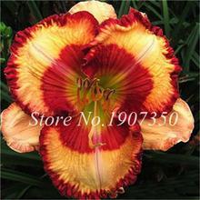 100 Pcs/Bag Fresh Bonsai Hemerocallis Middendorffii Daylily