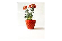 Peruvian lily with 6 Inch Pot