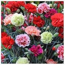 Carnation Flower Seeds 50 Plus Mixed Seeds