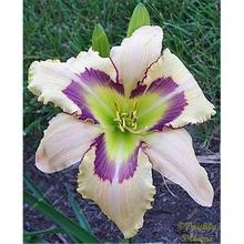 New 100 Pcs/Bag Fresh Rare Hybrid Daylily Flowers Hemerocallis Lily Indoor Bonsai Home Garden Supplies for Flower Pot