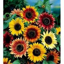 20 Mixed Sunflower Seeds For Garden And Balcony