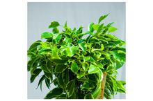 Ficus Kinky Plant