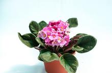 African Violet plant (Pink)