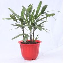 Raphis Palm plant
