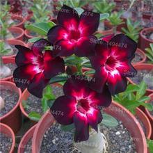 Genuine Desert Rose Plantas rare Adenium Obesum flower Plants 4 pcs