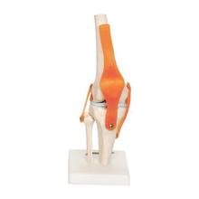 66fit Human Knee Joint