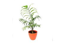 Parlor Palm Plant