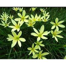 Urban Gardens Rare Mixed Rain Lily Bulbs Mix,