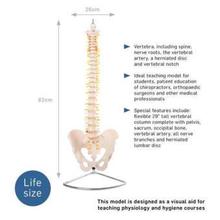 66fit Anatomical Flexible Vertebral Column With Pelvis - (XC-105A)