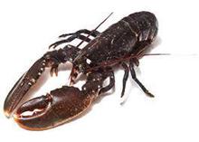 Nina & Hager Whole Lobster - 1 KG