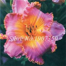 100 Pcs/Bag Fresh Bonsai Hemerocallis Middendorffii Daylily