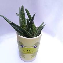 Aloe Vera Plant