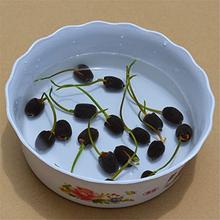 16 Seeds Of Mixed Flower Lotus Seeds