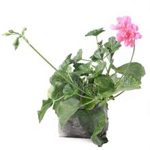 Geranium Plant in Nursery Grow Bag