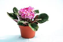 African Violet plant (Pink)