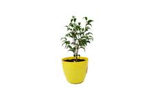 Ficus 6" Plant