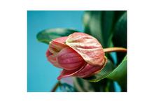 Medinilla Candy Flowering Plant