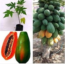 5 Seeds Gardens Rare Dwarf Hybrid Papaya (Dwarf Red Lady)