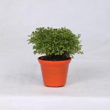 Selaginella Regular Pot 4 Inch