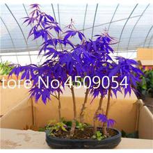 Hot Sale! 20 pcs American Maple Seedsplant Bonsai Tree Seedling