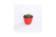 Succulent Regular Pot 4 Inch